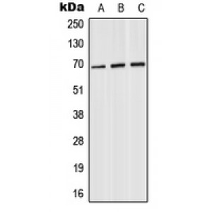 LifeSab™ SLU7 Rabbit pAb (50 µl)