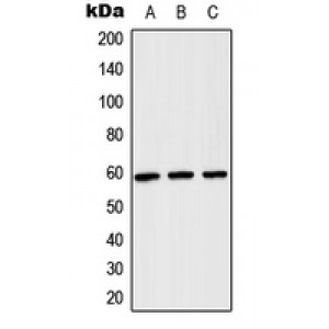 LifeSab™ TCP1 theta Rabbit pAb (50 µl)