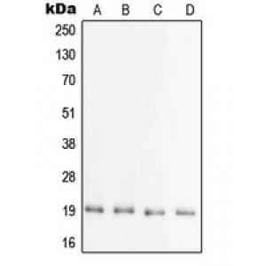 LifeSab™ PRAF2 Rabbit pAb (50 µl)