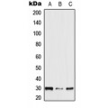 LifeSab™ NXPH2 Rabbit pAb (50 µl)