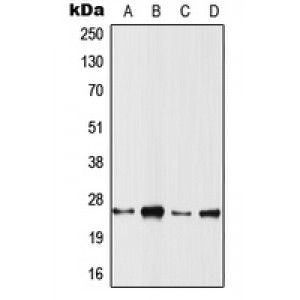 LifeSab™ RRAS2 Rabbit pAb (50 µl)