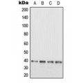 LifeSab™ EB3 Rabbit pAb (50 µl)