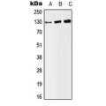 LifeSab™ SAP130 Rabbit pAb (50 µl)