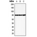 LifeSab™ HBP1 (pS402) Rabbit pAb (50 µl)