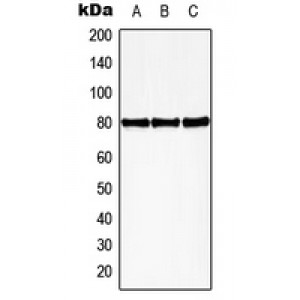 LifeSab™ HBP1 (pS402) Rabbit pAb (50 µl)