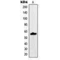 LifeSab™ MUC13 Rabbit pAb (50 µl)