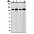 LifeSab™ SENP7 Rabbit pAb (50 µl)