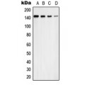 LifeSab™ USP42 Rabbit pAb (50 µl)