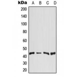 LifeSab™ DGAT2 Rabbit pAb (50 µl)