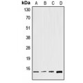 LifeSab™ GNG8 Rabbit pAb (50 µl)