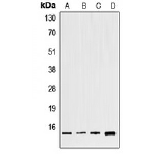 LifeSab™ GNG8 Rabbit pAb (50 µl)