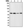 LifeSab™ HKR1 Rabbit pAb (50 µl)