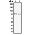 LifeSab™ SLC6A17 Rabbit pAb (50 µl)