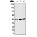 LifeSab™ Angiopoietin-2 Rabbit pAb (50 µl)