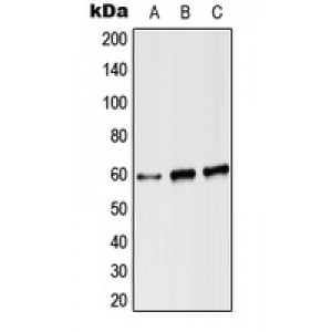 LifeSab™ Angiopoietin-2 Rabbit pAb (50 µl)