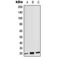 LifeSab™ CD3g Rabbit pAb (50 µl)