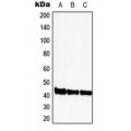 LifeSab™ CDK9 Rabbit pAb (50 µl)