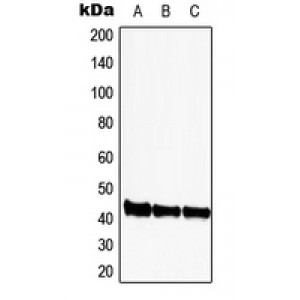 LifeSab™ CDK9 Rabbit pAb (50 µl)