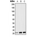 LifeSab™ LIF Rabbit pAb (50 µl)