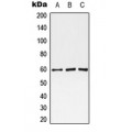 LifeSab™ Monoamine Oxidase A Rabbit pAb (50 µl)