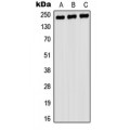 LifeSab™ Myosin 9 Rabbit pAb (50 µl)