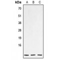 LifeSab™ NPPC Rabbit pAb (50 µl)