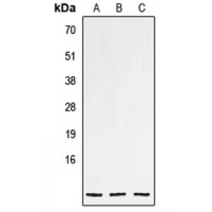 LifeSab™ NPPC Rabbit pAb (50 µl)