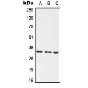 LifeSab™ PLSCR1 Rabbit pAb (50 µl)