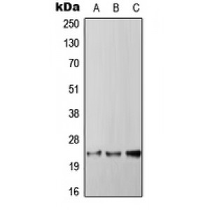 LifeSab™ RGS4 Rabbit pAb (50 µl)
