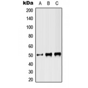 LifeSab™ ST3N Rabbit pAb (50 µl)