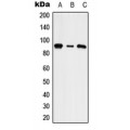 LifeSab™ NHE5 Rabbit pAb (50 µl)