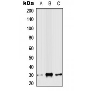 LifeSab™ SLUG Rabbit pAb (50 µl)