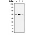 LifeSab™ SSTR2 Rabbit pAb (50 µl)