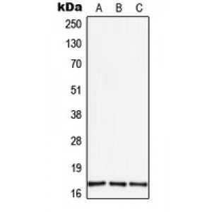LifeSab™ TGF alpha Rabbit pAb (50 µl)