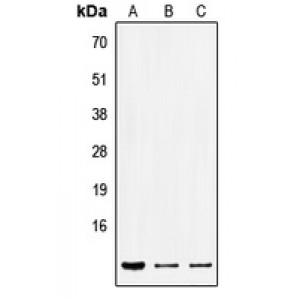 LifeSab™ SEC61B Rabbit pAb (50 µl)