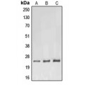 LifeSab™ RhoF Rabbit pAb (50 µl)