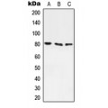 LifeSab™ ABCF3 Rabbit pAb (50 µl)