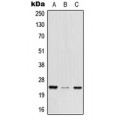 LifeSab™ MED29 Rabbit pAb (50 µl)