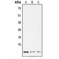LifeSab™ GNG12 Rabbit pAb (50 µl)