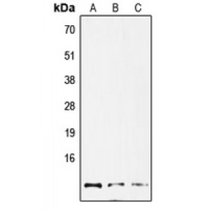 LifeSab™ GNG12 Rabbit pAb (50 µl)