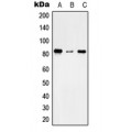 LifeSab™ TMC7 Rabbit pAb (50 µl)