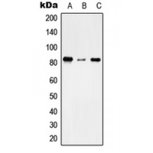 LifeSab™ TMC7 Rabbit pAb (50 µl)