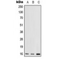 LifeSab™ RPS17 Rabbit pAb (50 µl)