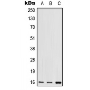 LifeSab™ RPS17 Rabbit pAb (50 µl)
