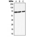 LifeSab™ Beta-2 Adrenergic Receptor Rabbit pAb (50 µl)