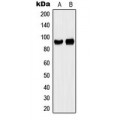 LifeSab™ CD44 Rabbit pAb (50 µl)