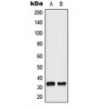 LifeSab™ CDC2 (pY15) Rabbit pAb (50 µl)