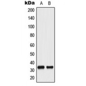 LifeSab™ CDC2 (pY15) Rabbit pAb (50 µl)