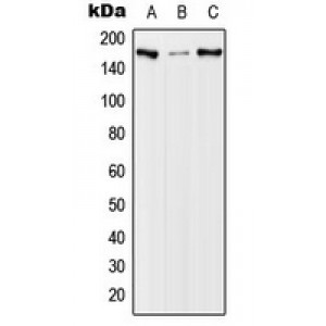 LifeSab™ EGFR (pT678) Rabbit pAb (50 µl)