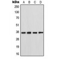 LifeSab™ Connexin 37 Rabbit pAb (50 µl)